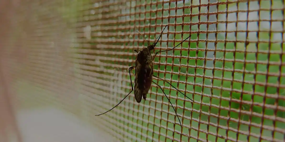 Tela mosquiteira contra mosquitos, insetos e a dengue em janelas e portas
